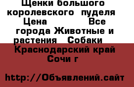 Щенки большого (королевского) пуделя › Цена ­ 25 000 - Все города Животные и растения » Собаки   . Краснодарский край,Сочи г.